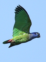 Blue-headed-Parrot_9665