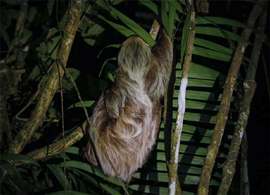 Southern-Two-toed-Sloth-x780---Choloepus-didactylus